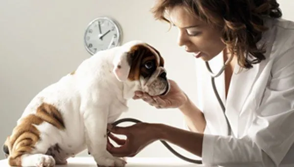 Que es la Cardiologia Veterinaria - Mascotas Foyel