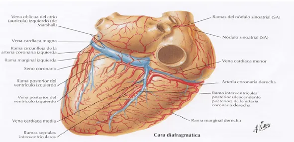 cardiorespiratoriouq: DRENAJE VENOSOS DEL CORAZON por : CRISTIAN ... cardiorespiratoriouq: DRENAJE VENOSOS DEL CORAZON por : CRISTIAN ...