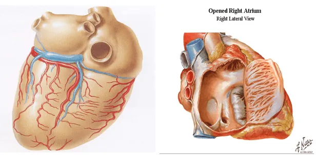 cardiorespiratoriouq: DRENAJE VENOSOS DEL CORAZON por : CRISTIAN ... cardiorespiratoriouq: DRENAJE VENOSOS DEL CORAZON por : CRISTIAN ...
