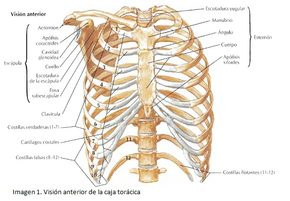 cardiorespiratoriouq: Huesos y articulaciones del toráx por ...