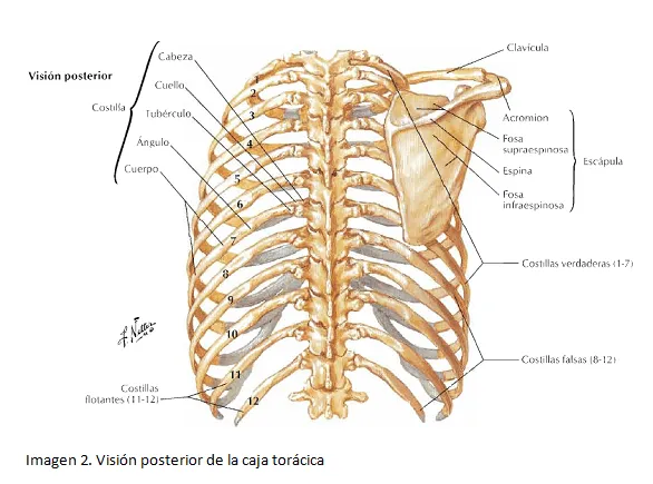 cardiorespiratoriouq: Huesos y articulaciones del toráx por ...