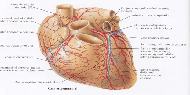 cardiorespiratoriouq: DRENAJE VENOSOS DEL CORAZON por : CRISTIAN ... cardiorespiratoriouq: DRENAJE VENOSOS DEL CORAZON por : CRISTIAN ...
