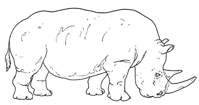 Rinoceronte blanco dibujo - Imagui