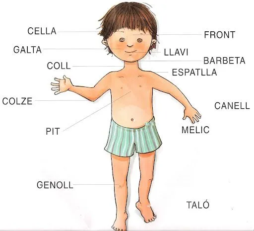 Partes del cuerpo humano para niños a color - Imagui