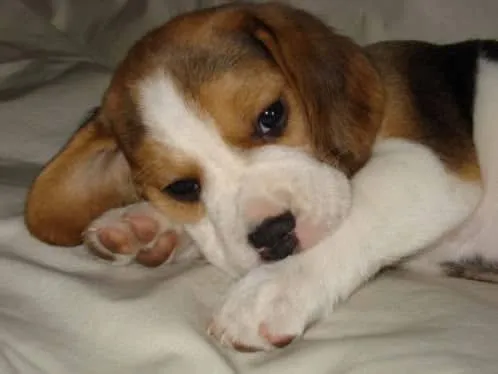 Beagle bebé tierno - Imagui