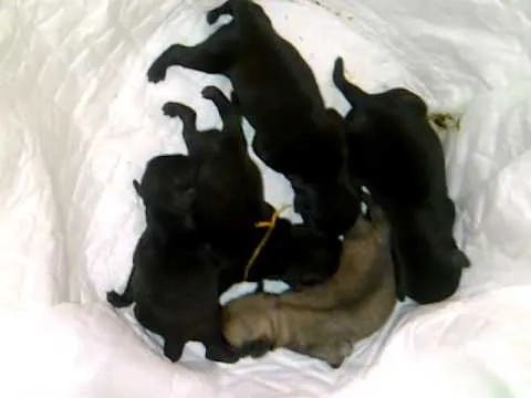 carlinos pugs recién nacidos - YouTube