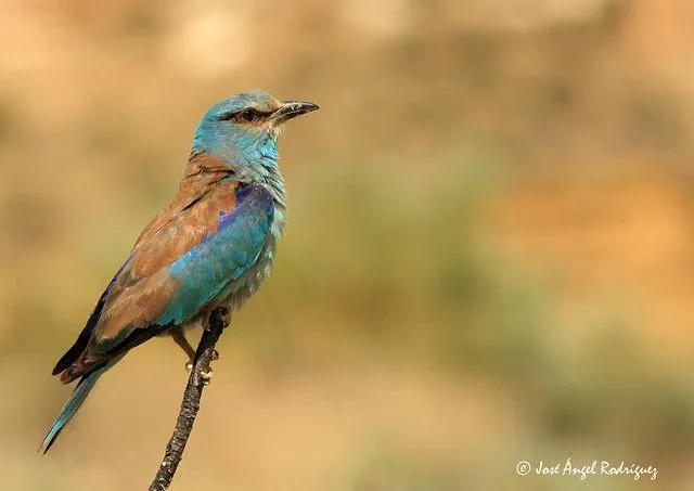 CARRACA (Coracias garrulus) EN HD | Flickr - Photo Sharing! CARRACA (Coracias garrulus) EN HD | Flickr - Photo Sharing!
