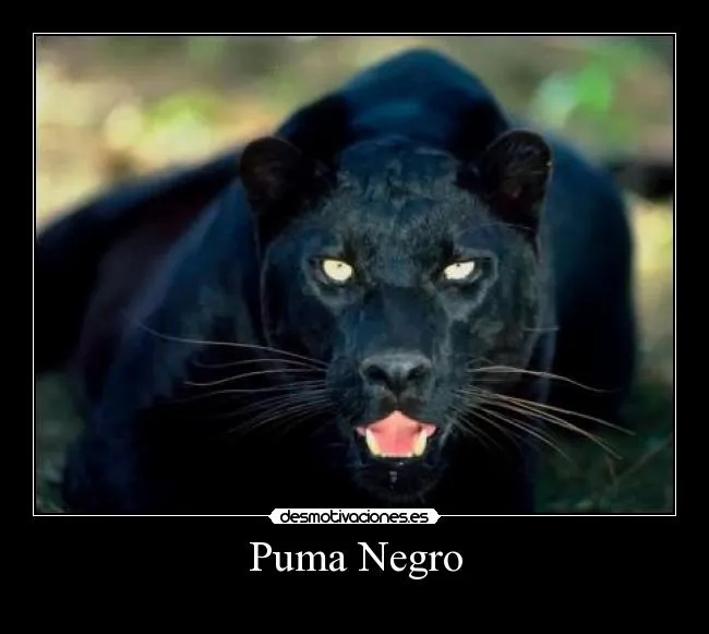 Puma negro - Imagui