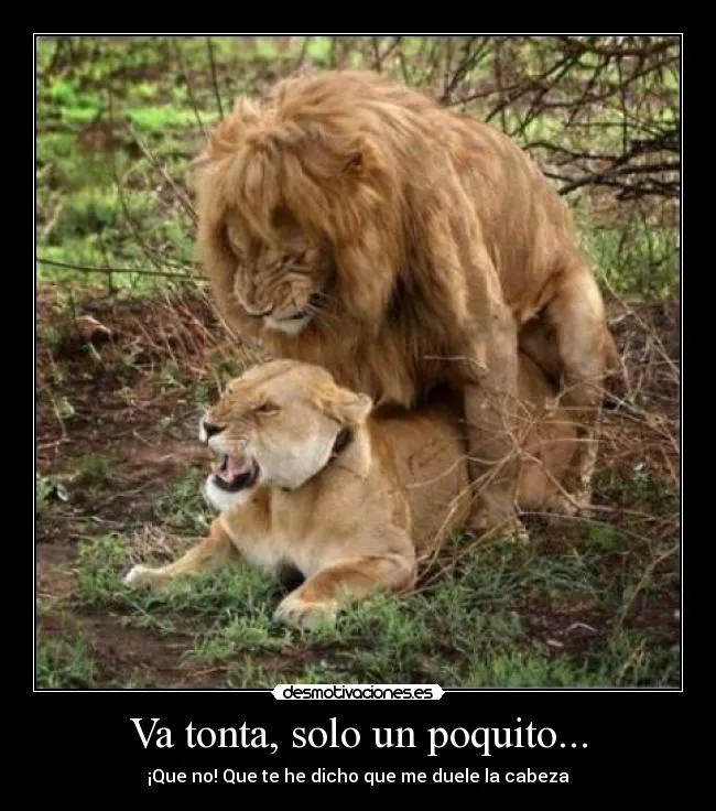 Carteles de Leona Pag. 4 | Desmotivaciones Carteles de Leona Pag. 4 | Desmotivaciones