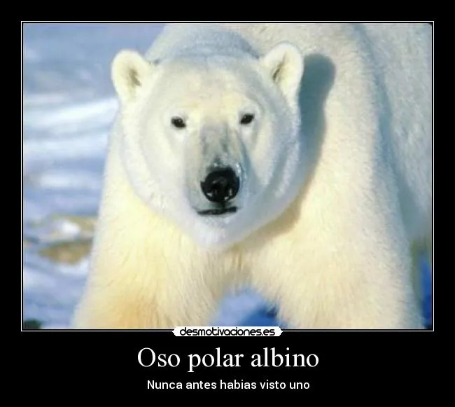 Carteles de Polar Pag. 11 | Desmotivaciones