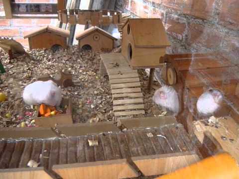 como hacer una casa para mi hamster? | Yahoo Respuestas