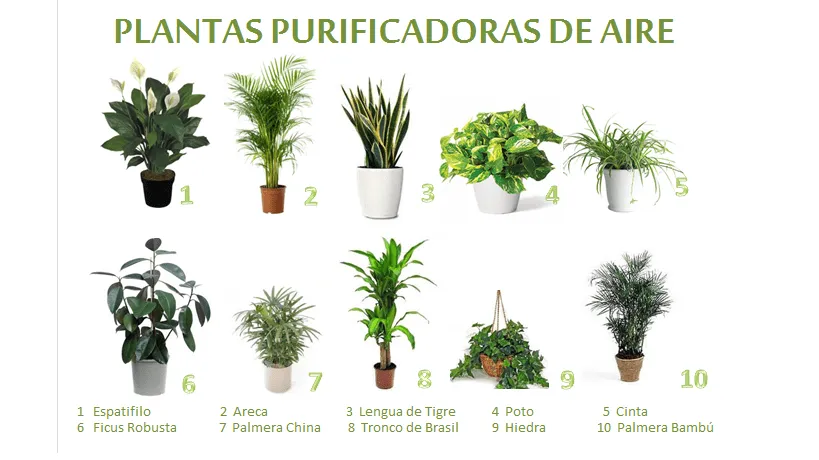 Una Casa Sana: PLANTAS PURIFICADORAS DE AIRE