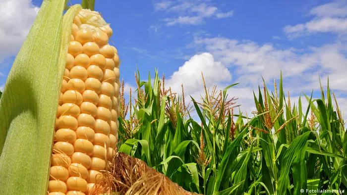 El caso del maíz transgénico 1507 llega a Bruselas | Europa | DW ...
