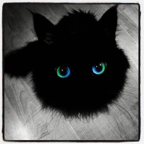 Cat #Kitten #Kitty #Gato #Gatinho #Gatito #BlackCat #Black #Petro ...