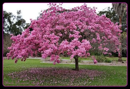 CATALINAS SUR: PLANTACIÓN ÁRBOLES POR LOS 50 AÑOS CATALINAS SUR: PLANTACIÓN ÁRBOLES POR LOS 50 AÑOS