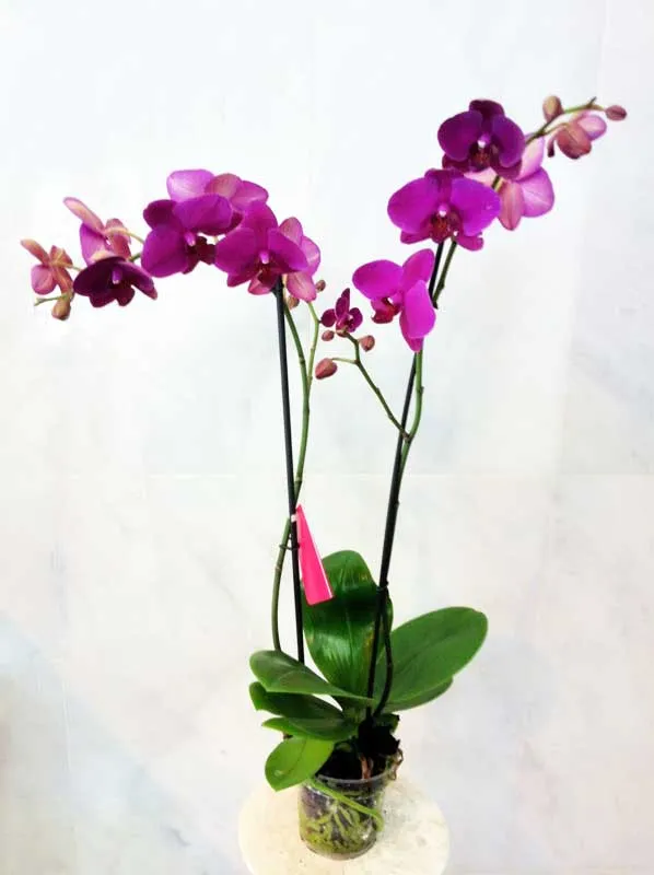 Imagenes orquideas moradas - Imagui