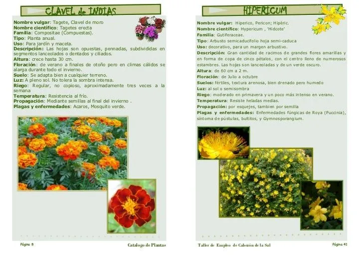 Catalogo plantas