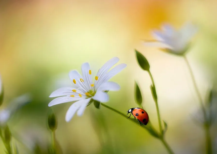 Catarina exploradora sobre las flores del campo | Banco de Imagenes Catarina exploradora sobre las flores del campo | Banco de Imagenes