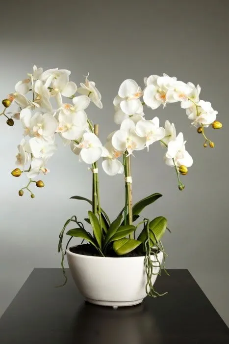 Causas por las que no florece una orquídea