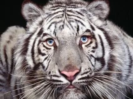 Cautivantes ojos Wallpaper Animales Tigres Los animales ...