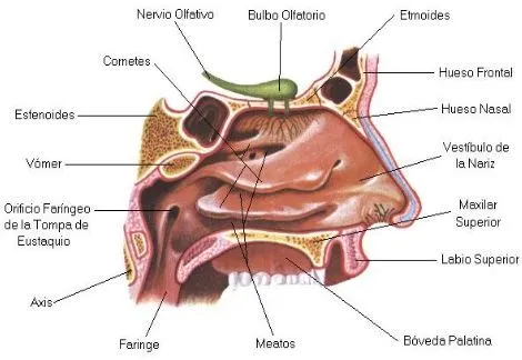 La cavidad nasal se subdivide en: Anteriormente compuesta por los ...