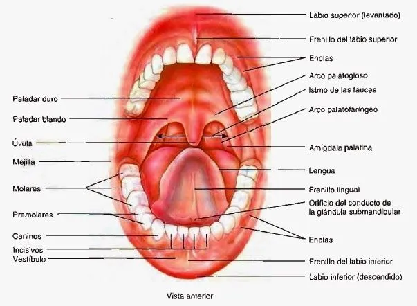 Cavidad oral (glándulas orales, lengua, dientes) - Canal ...