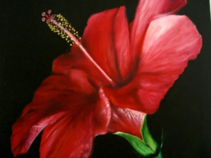 Flor de cayena vector - Imagui