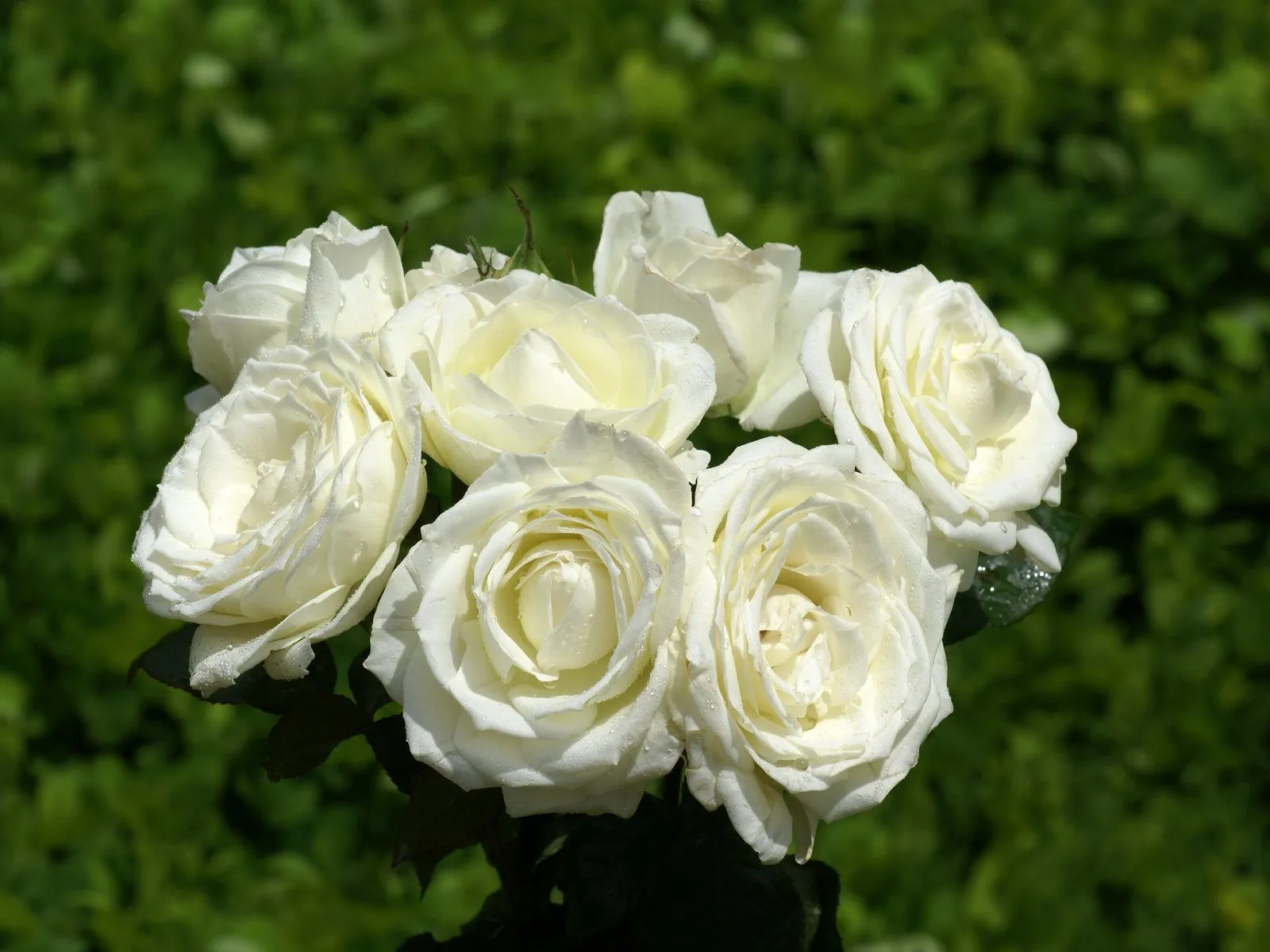 Y aunque eres una cayenita, te regalo estas rosas Y aunque eres una cayenita, te regalo estas rosas