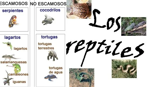 Imagenes de los reptiles infantiles con sus nomres - Imagui