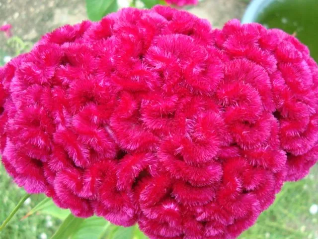 Celosía Crestas de gallo: fotos de las mías - Foro de InfoJardín Celosía Crestas de gallo: fotos de las mías - Foro de InfoJardín