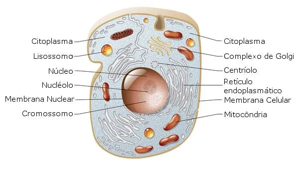 Célula Animal - Biologia Celular - Citologia - InfoEscola
