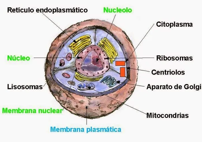 Celula Animal: La Célula Eucariota