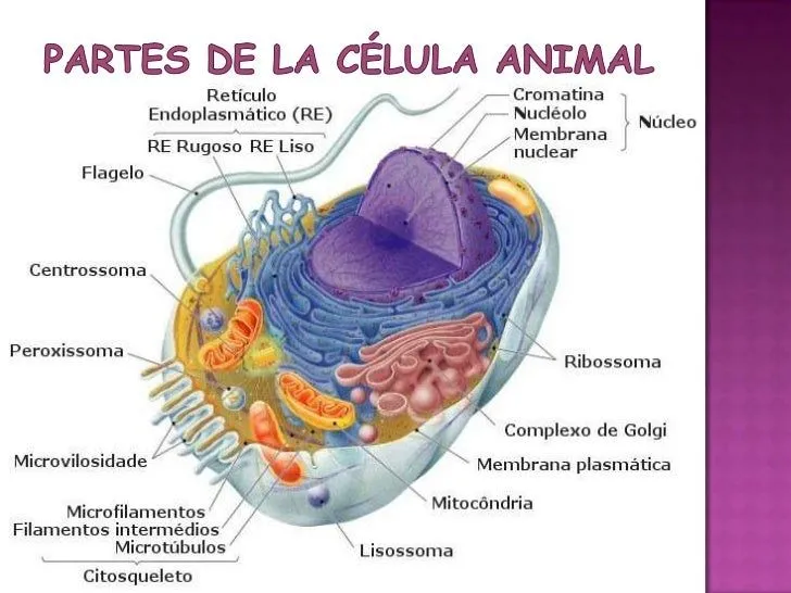 célula animal y célula vegetal