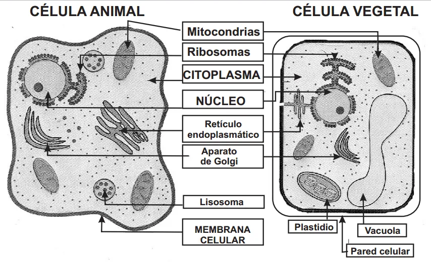 Celula animal y celula vegetal para colorear - Imagui
