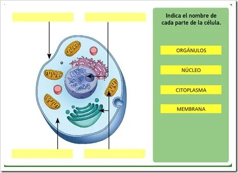 célula animal y célula vegetal. función de la célula | Nuestro ...