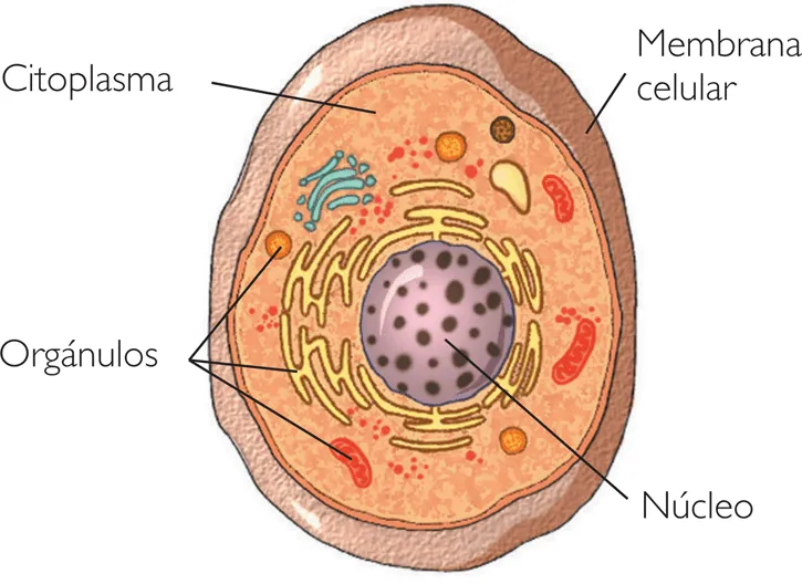 La célula animal y sus partes para niños - Imagui
