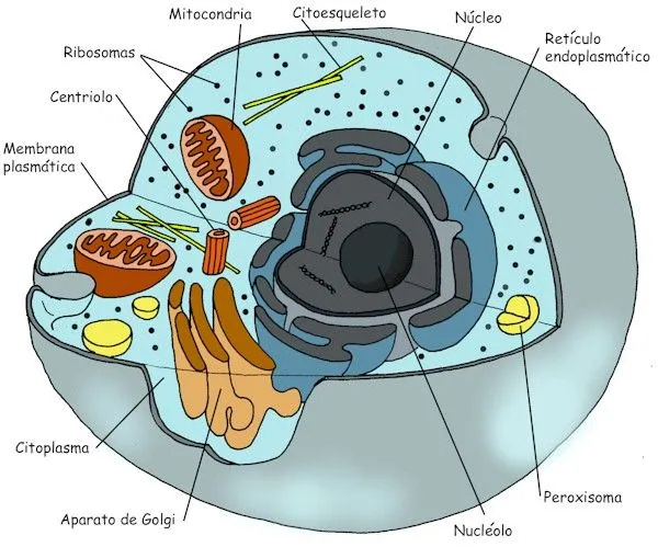 Celula animal y sus partes en 3D - Imagui