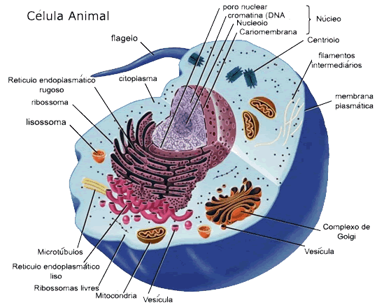 Celula animal con sus partes y funciones - Imagui