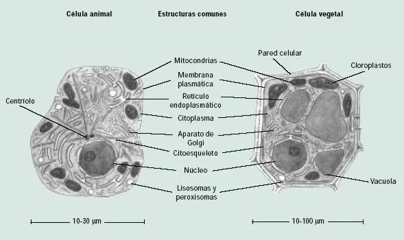 Celula animal y vegetal para colorear - Imagui