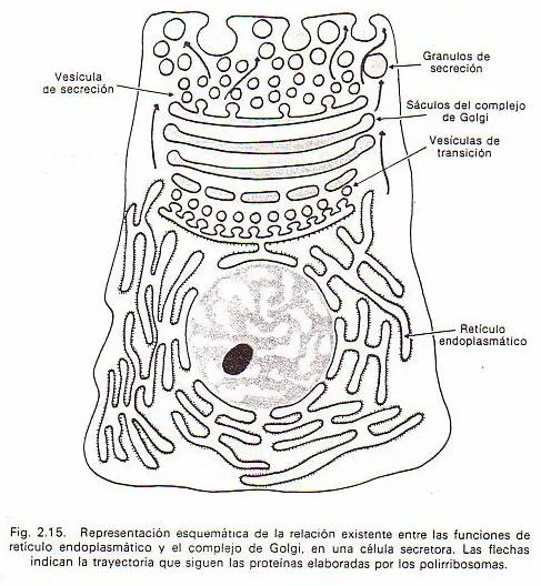 Célula eucariota para colorear - Imagui