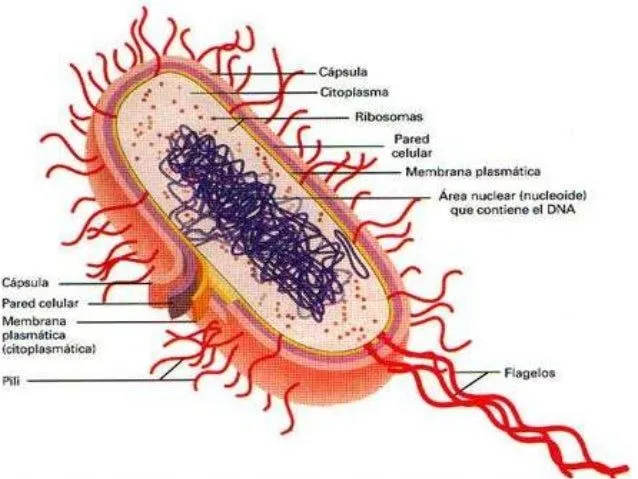 Celula Bacteria