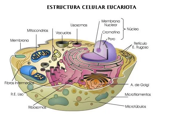 La celula eucariota y sus partes para dibujar - Imagui