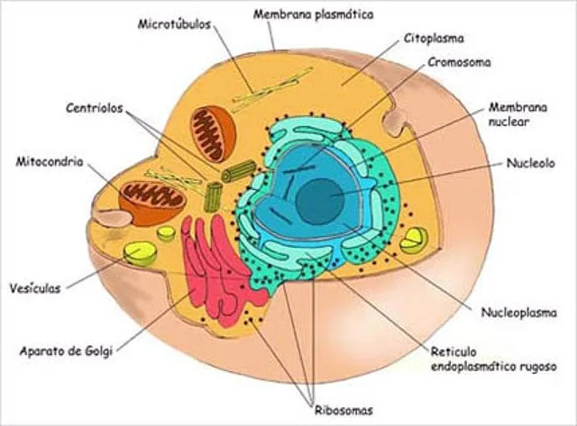Celula Eucariota y sus partes - Galería de lascelulasmiarroba - Fotos