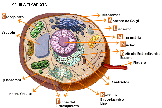 Celula eucariota con sus partes - Imagui