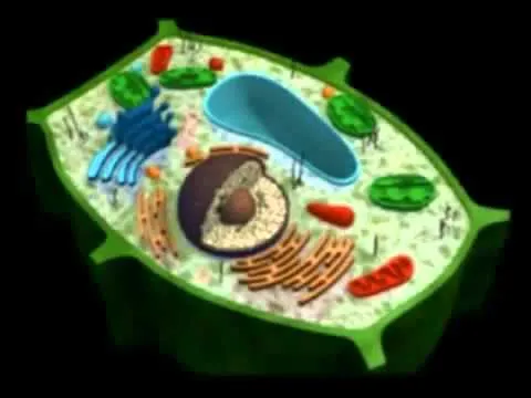 La célula eucariota - YouTube