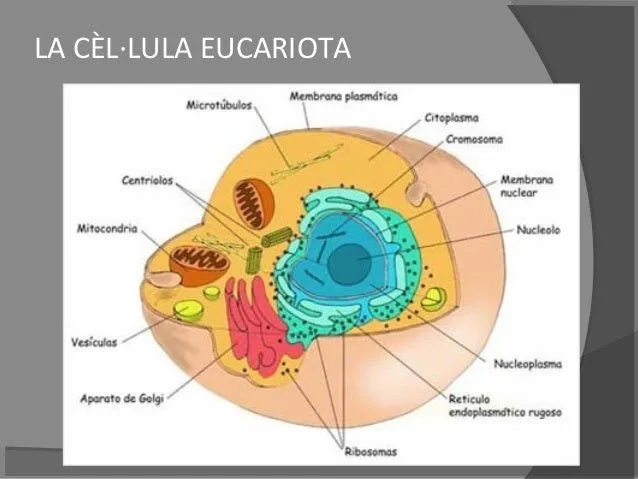 Celula eucariotas - Imagui