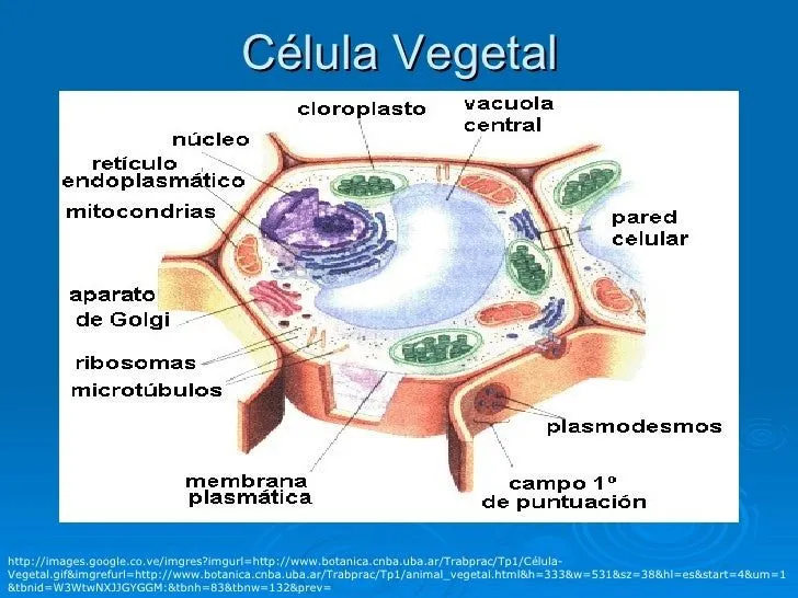 Celula para niños primaria - Imagui