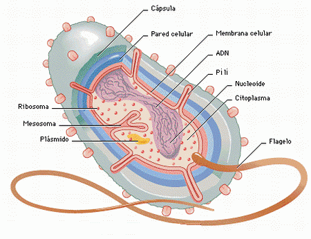 Biologia y nutrición: La célula procariota.