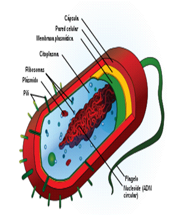 La celula procariota y sus partes - Imagui