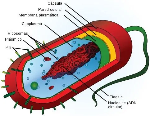 Celula procariota para pintar - Imagui